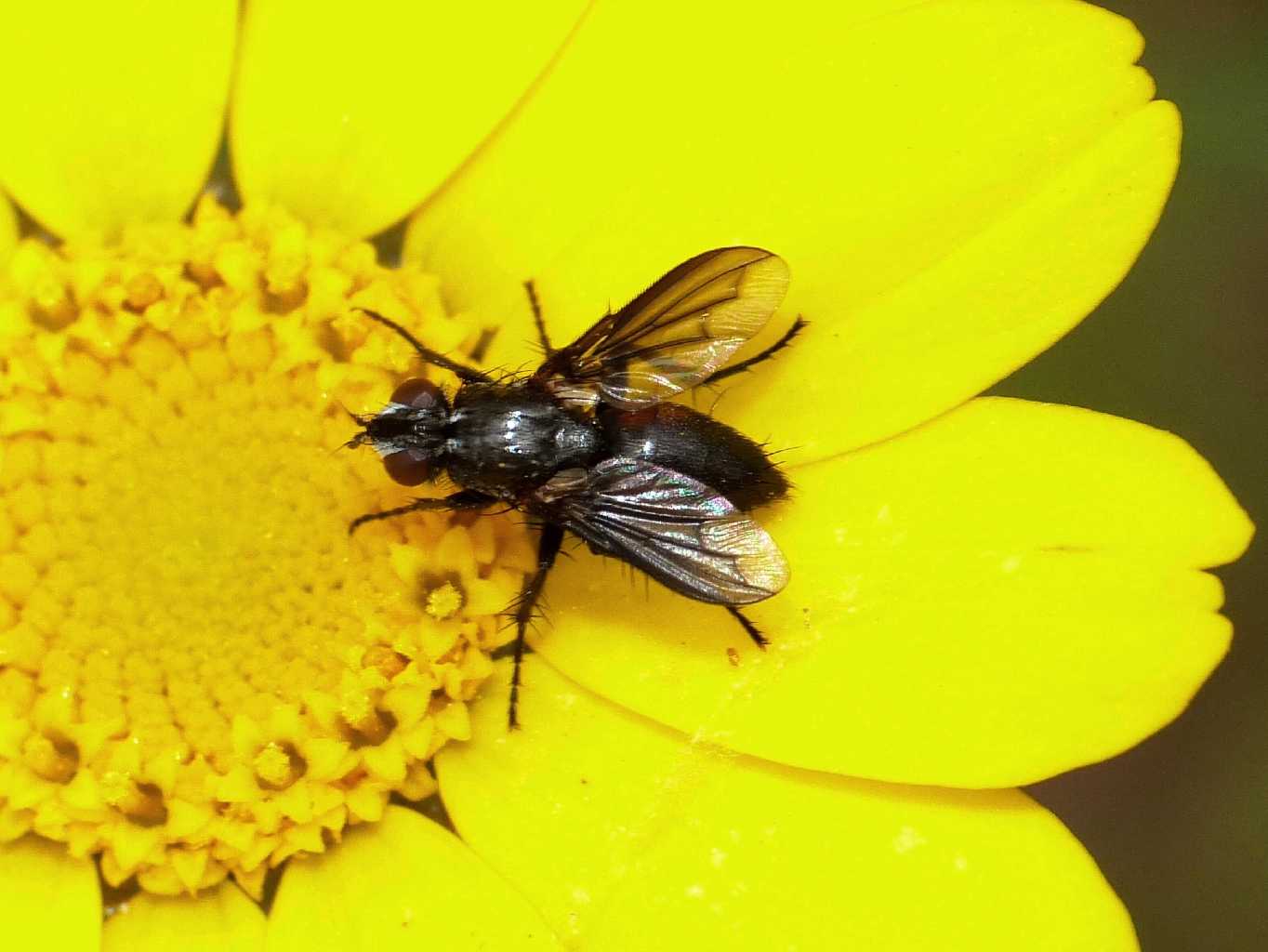 Mosca nera ali nere: Stevenia sp. (Rhinophoridae)